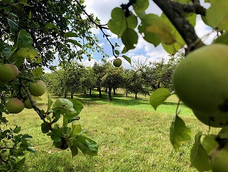 Weimersheim: grüne Äpfel-Wiese - Bäume