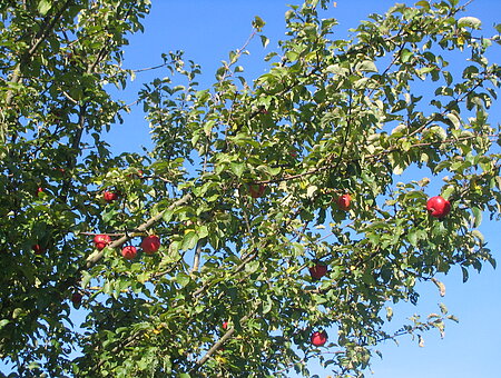 Apfelbäume bei Cronheim