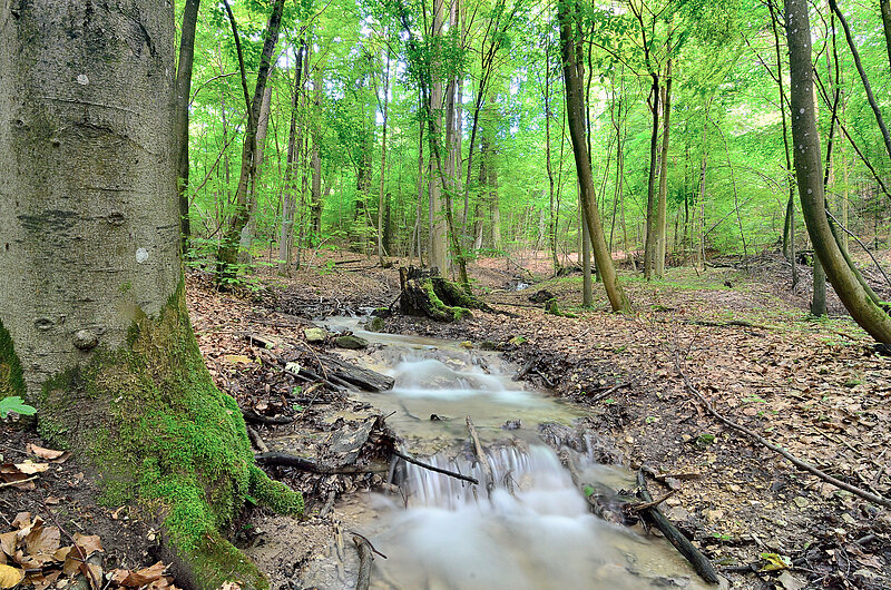 Wasserlauf Römmerbrunnen Wasserlauf Römmerbrunnen