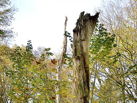 Totholz im Naturschutzgebiet Laubenbuch