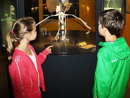 Archaeopteryx-Modell im Museum Solnhofen