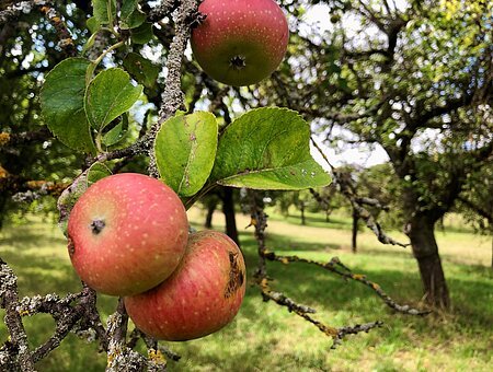 Weimersheim: rote-Äpfel-Wiese, Bäume