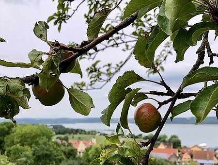 Ramsberg: Brombachsee mit Apfelzweig