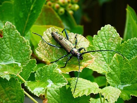 Moschusbockkäfer, Kerstin Gruber - Freiraumplanung