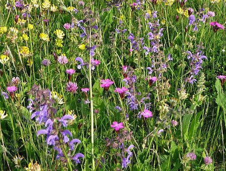 Blumenwiese, Kerstin Gruber - Freiraumplanung