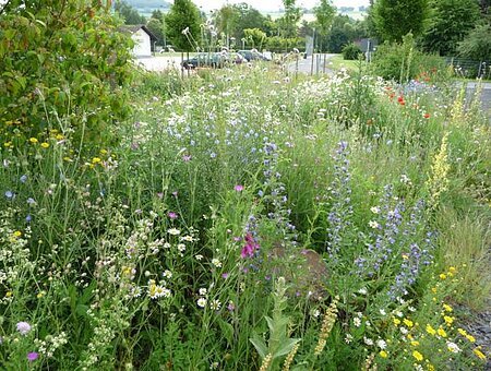 Wildblumensaum, Kerstin Gruber - Freiraumplanung