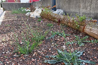 Parkdeck LRA - Holzstamm, Biodiversität Parkdeck LRA - Holzstamm, Biodiversität