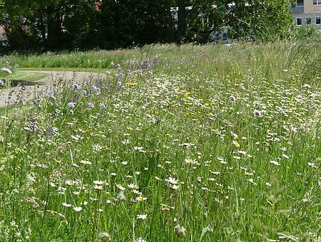 Blühwiese mit Weg, Biodiversität