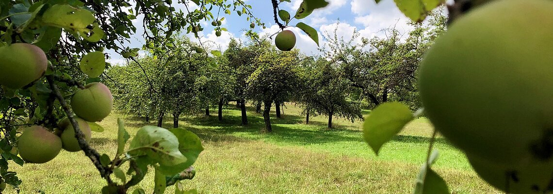 Streuobstwiese - Apfelwiese