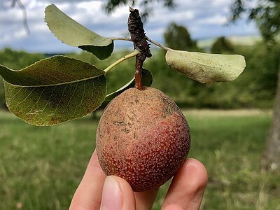 Streuobsträtsel Bild Birne