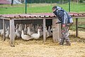 Ein Mann öffnet einen Stall mit Enten
