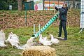 Ein Frau hebt eine grüne Rinne mit Wasser hoch. Auf der Wiese stehen die Enten und ein Strohballen