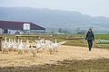 Eine Wiese ist mit Stroh ausgestreut, auf der viele weiße Gänse flattern. Im rechten Rand läuft eine Frau und wirft einen Blick auf die Gänse.