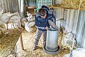 Ein Mann steht in einem Stall umgeben von weißen Puten, er kontrolliert das Futterbehältnis.