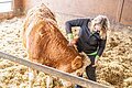 Eine blonde Frau steht im strohgebetteten Stall und striegelt einen Ochsen. Der Ochse stupst sie an.