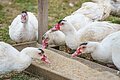 Mehrere weiße Enten mit rotem Schnabel picken das Futter aus einem Futtertrog