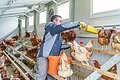 Ein Mann in Arbeitskleidung füttert mit einer gelben Schaufel die Hühner auf der Stange in einem Hühnerstall.