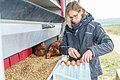 Eine blonde Frau mit Brille sortiert Eier in eine Eierbox. Währenddessen sitzen zwei Hühner im Hühnermobil.