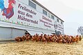 Ein mit Stroh ausgestreuter Auslauf mit mehreren Hundert Hühnern, im Hintergrund das Hühnermobil mit einem Werbebanner