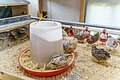 Viele kleine Wachteln in einem Stall mit Stoh, in der Mitte steht eine Futtertränke
