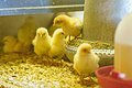 Drei kleine Küken in ihrem Stall.