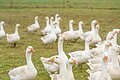 Etwa 40 Gänse stehen auf einer grünen Wiese, im Hintergrund die Landschaft um Dittenheim