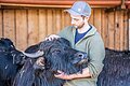 Der Kopf eines Wasserbüffels liegt in der Hand eines jungen Mannes mit Cap. Er streichelt den Kopf des Büffels mit seinen Hörnern.