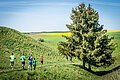 Läuferinnen und Läufer laufen entlang einer hügeligen Wiese. Ein großer Baum steht daneben.