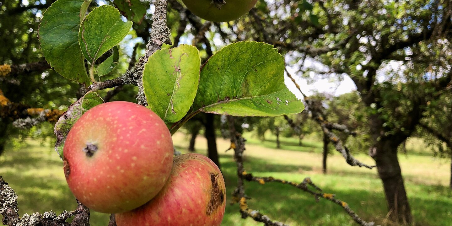 Rote Äpfel hängen an einem Zweig, im Hintergrund Streuobstbäume