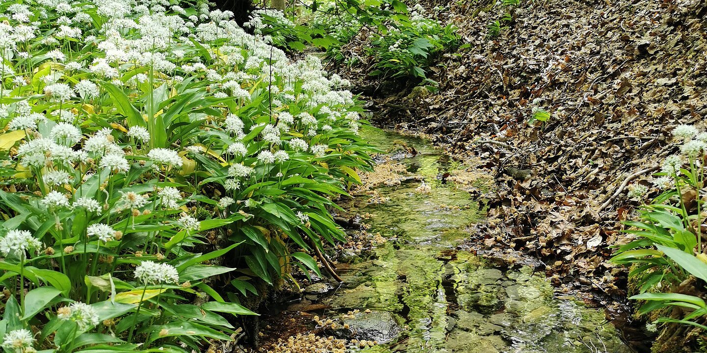 Ein klarer Bach durch einen grünen Wald, links wächst Bärlauch.