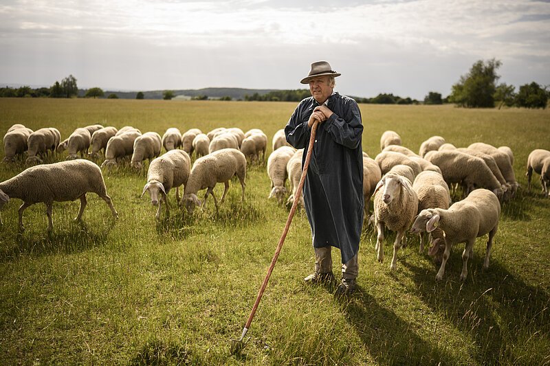 Ein Mann mit Umhang und Schäferhut und Hütestecken steht zwischen seinen Schafen auf der Weide