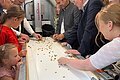 Fleißige Helfer beim Sortieren der Walnüsse an der Knackmaschine